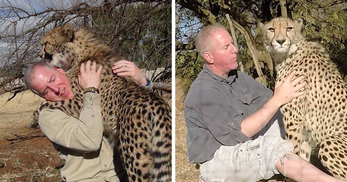 Cheetah Whisperer: Man Befriends A Wild Cheetah On A Trip To Africa