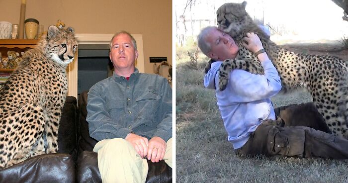 This Man Went To Africa To Work On A Cheetah Breeding Project And Ended Up Becoming Friends With A Wild Cheetah