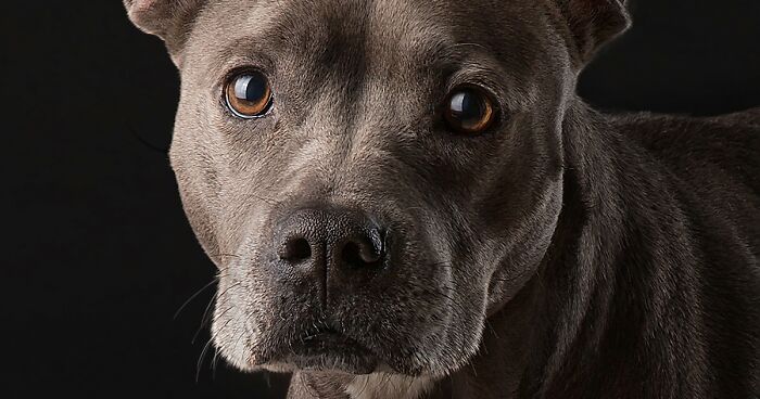 17 Rescue Animals I Photographed For My NFT Collection That Supports Animal Shelters