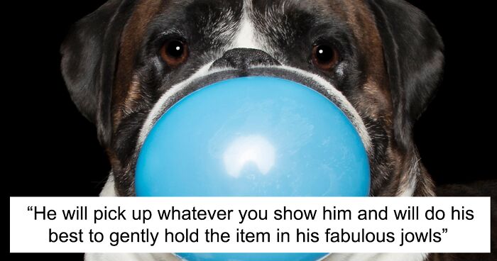 I Took Pictures Of A Boxer Dog Holding His Cherished Items (13 Pics)