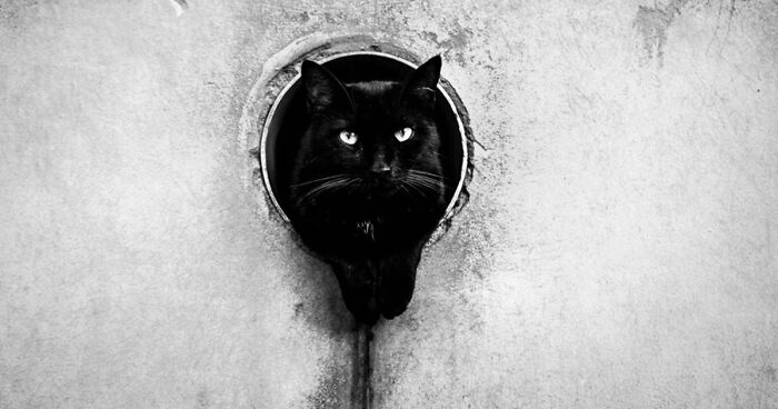 I Am A Photographer From Italy And I Took Pictures Of Hiding Cats In Venice, Italy (22 Pics)