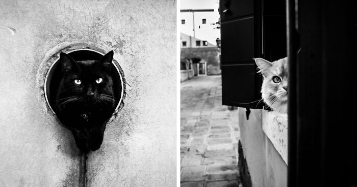 I Took Photographs Of Hiding Cats In Venice, And Here Are The Best 22 Photos