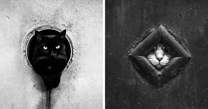 The Beauty Of Venice And The Hiding Cats Of The City, Captured Through My Lens (22 Pics)