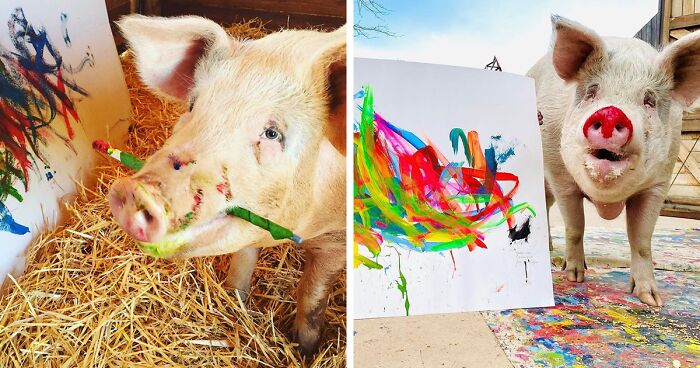 This Pig Enjoys Painting And Has Become The World's First Pig Artist