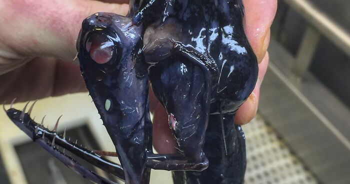 Russian Fisherman Posts Terrifying Creatures Of The Deep Sea That He Comes Across, And People Want Him To Stop (90 New Pics)