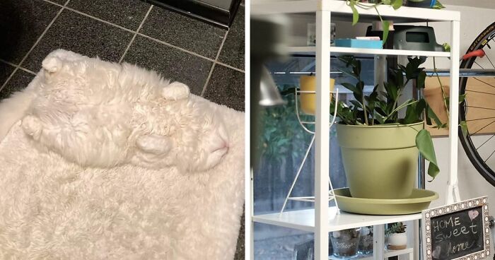 This Twitter Account Collects Pics Of Cats Who Have Mastered The Art Of Camouflage (54 Pics)