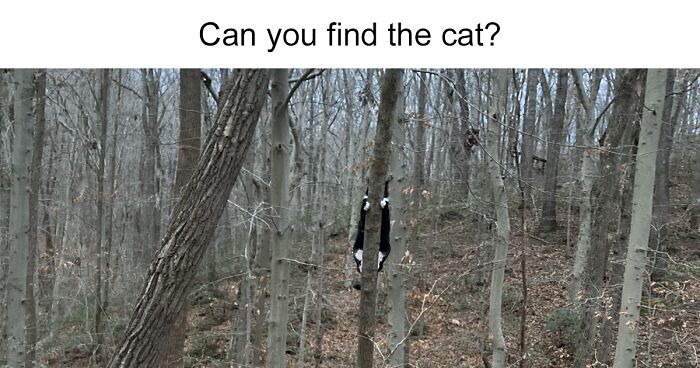 ‘There Is No Cat In This Image’: This Twitter Account Collects Pictures Of Very Well-Hidden Cats (54 Pics)