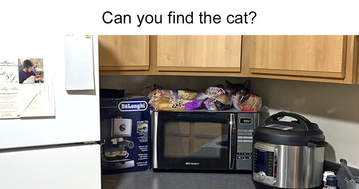 This Twitter Page Challenges People To Spot A Cat In The Image, Here Are 54 Of The Best Pics