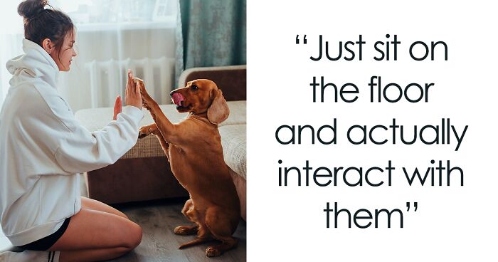 66 Vets Explain What Pet Owners Can Do To Make Their Pets’ Lives Better