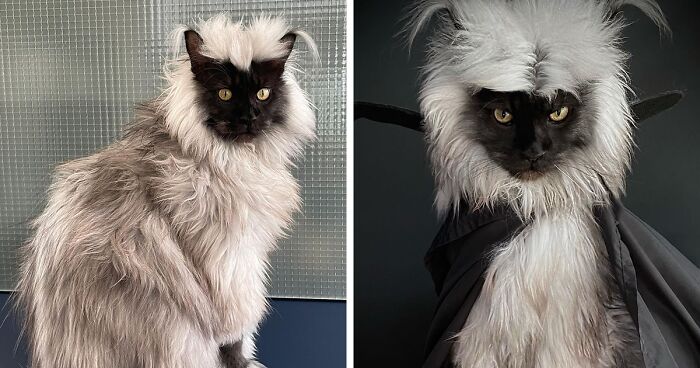 Meet Richie, The Maine Coon Cat Gone Viral On Social Media