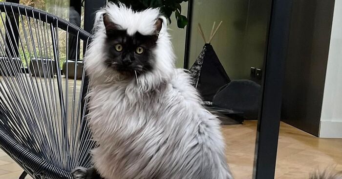 Instagram-Famous Cat Richie Is Surprising The Internet With An Extravagant Look