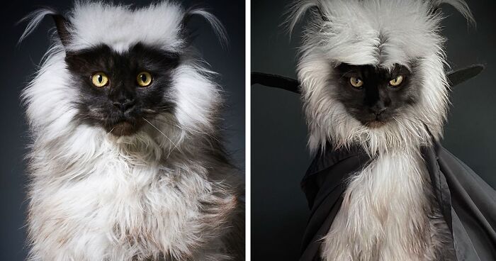 This Cat Has Become Instagram-Famous For His Majestic Look