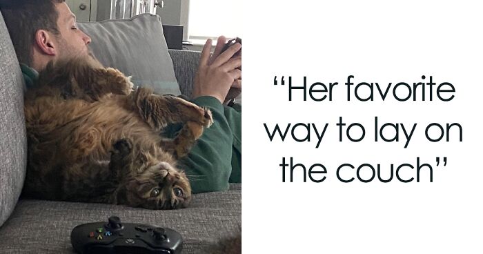 120 Goofy Cats Who ‘Meowlfunctioned’ And Their Owners Just Had To Share Pics Of Them Online (New Pics)