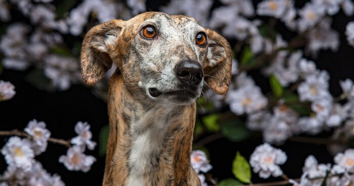 I Take Photos Of Galgos To Bring Attention To Their Terrible Living Conditions (34 Pics)