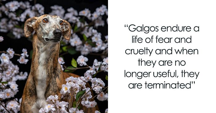 I Take Photos To Spread The Word About Galgos Being Mistreated (34 Pics)