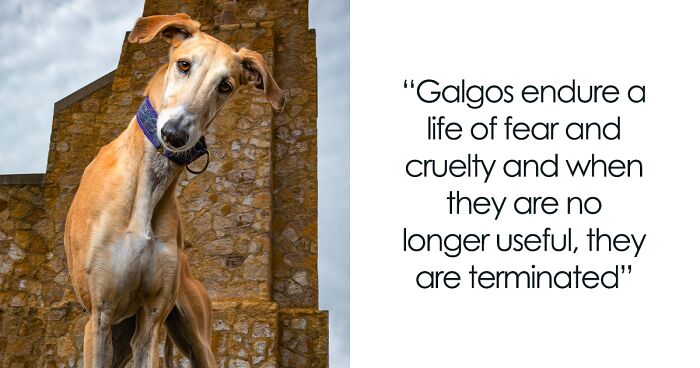 I Take Pictures Of Galgos To Speak About The Plight Of These Beautiful Dogs (34 Pics)