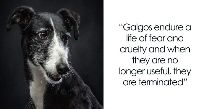 I Took Photos Of 34 Galgos To Raise Awareness About Their Living Conditions