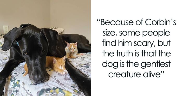 150 Lbs Versus Half A Pound: Great Dane Acts Like A Purrfect Mama Cat For Foster Kittens