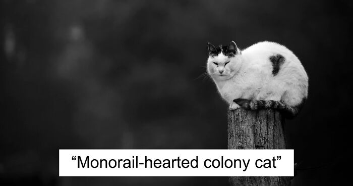 I Took These Pictures To Capture The Hilarious Logic Of Monorail Cats (24 Pics)