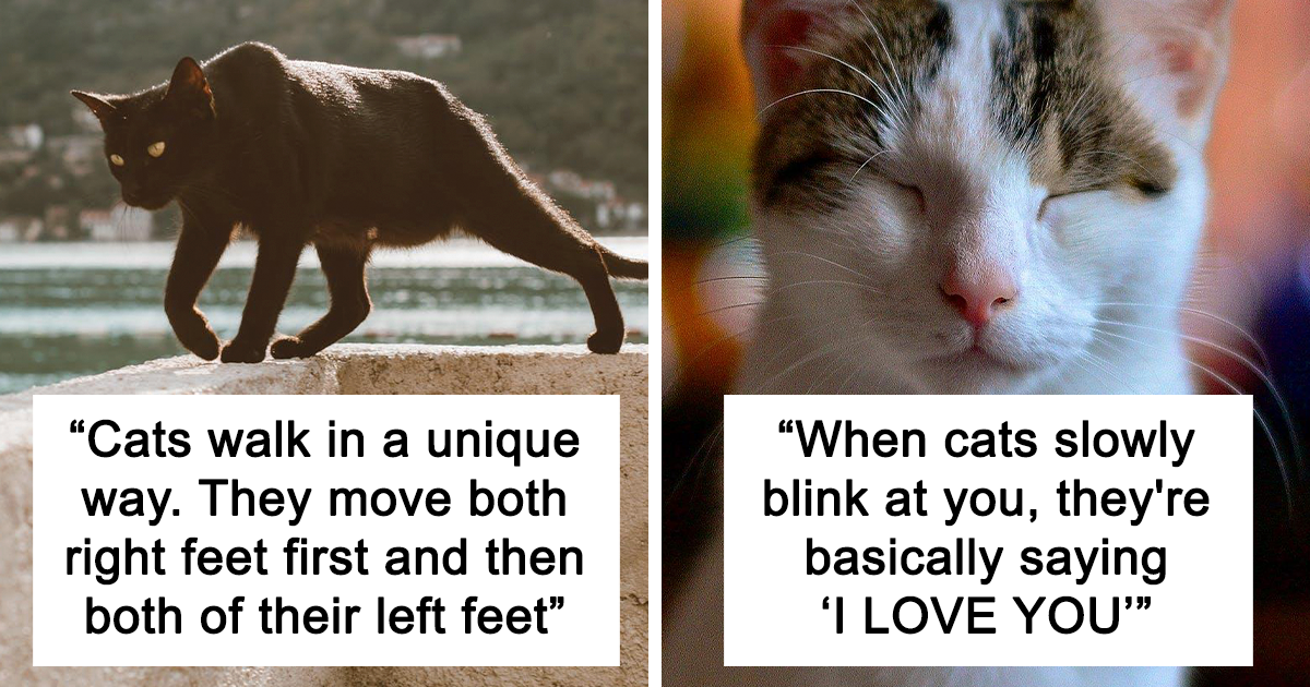 27 Crazy Cat Facts That Will Make You See Your Kitty in a Whole