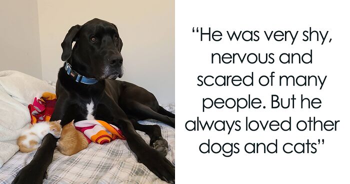 This Enormous Great Dane Acts Like A Purrfect Mama Cat