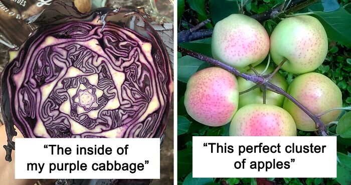 130 Times People Were So Surprised By Plants' Geometric Patterns And Symmetry, They Just Had To Share It With Everyone (New Pics)