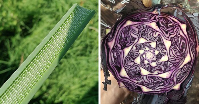 130 Times Mother Nature Showed What True Perfection Looks Like And Created These Geometrical Plants (New Pics)