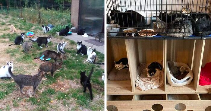 My Sister And I Started A Rescue Shelter And Rescued Over 200 Cats In 3 Years (12 Pics)