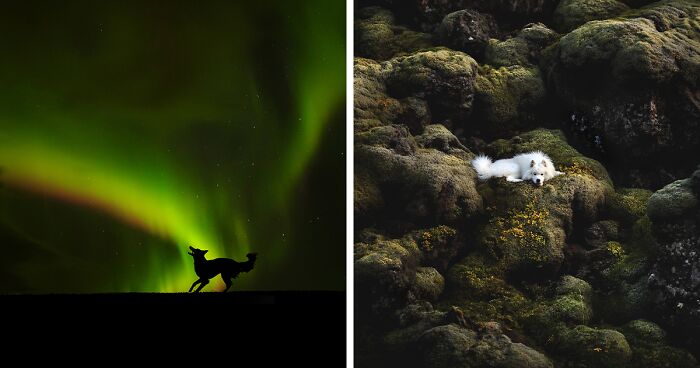 36 Pictures Of Adventurous Dogs In Breathtaking Landscapes Taken By Me