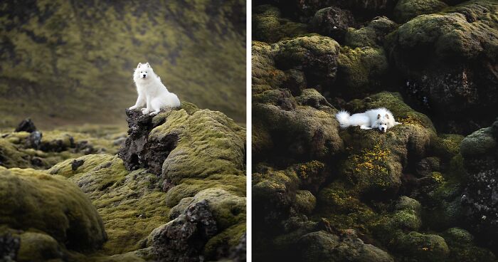 Adventurous Dogs In Breathtaking Landscapes: I Photographed Four-Legged Models In Norway, Iceland And Alaska (30 Pics)