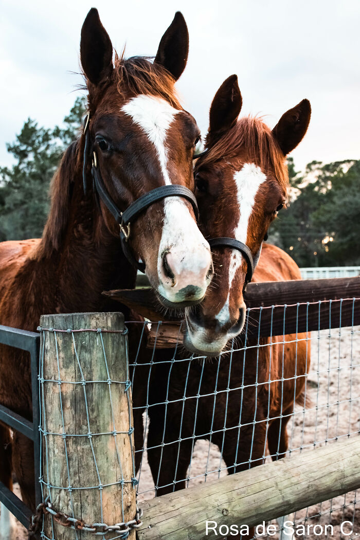 I Took These Pictures Of Horses On A Ranch In Florida (5 Pics)