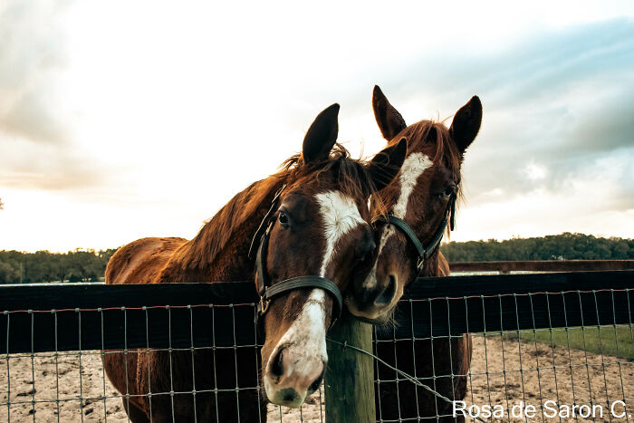 I Took These Pictures Of Horses On A Ranch In Florida (5 Pics)