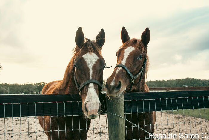 I Took These Pictures Of Horses On A Ranch In Florida (5 Pics)