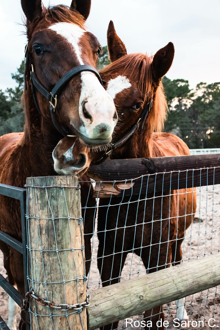 I Took These Pictures Of Horses On A Ranch In Florida (5 Pics)