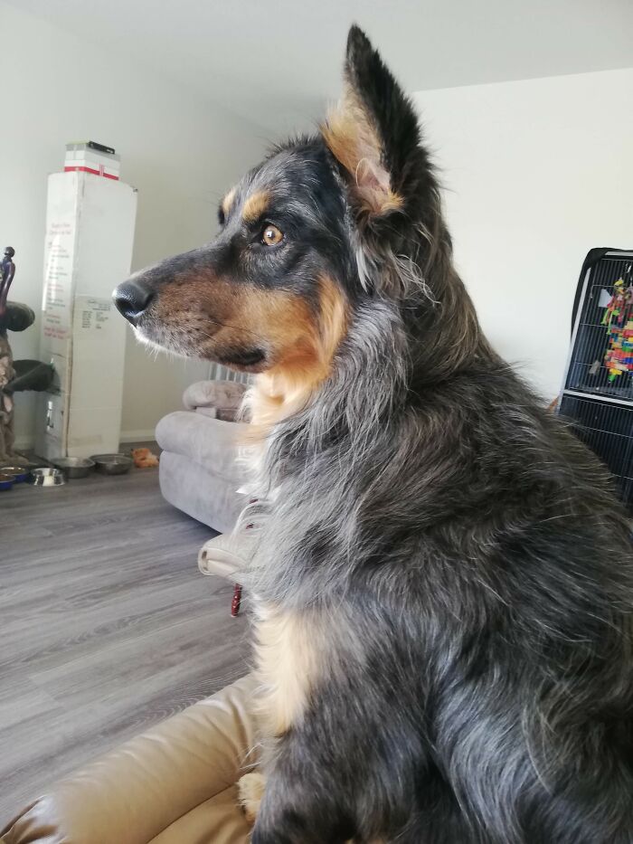 This Australian Shepherd Came Into My Home And Never Left (10 Pics)