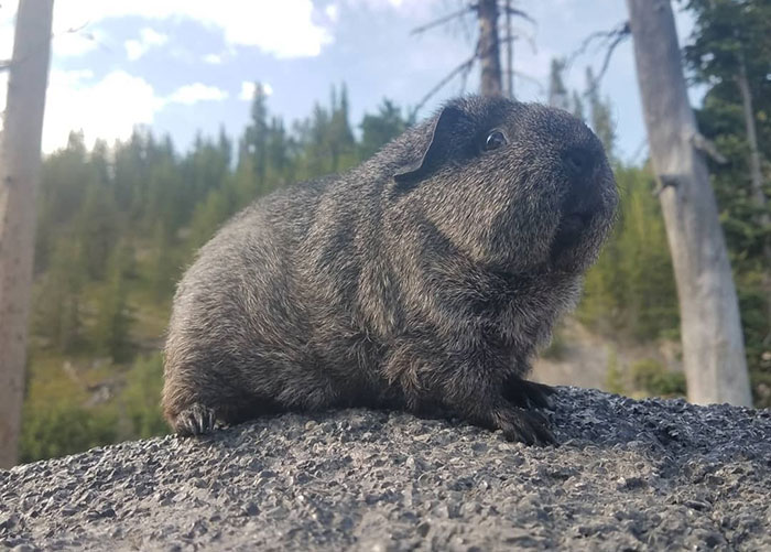 The Many Adventures Of Two Guinea Pigs And A Rabbit (10 Pics)