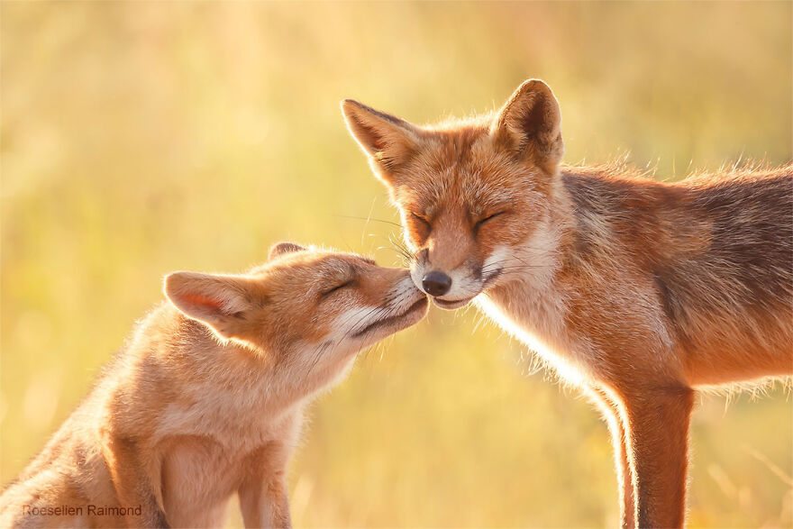 Romantic Love — Curious Fox