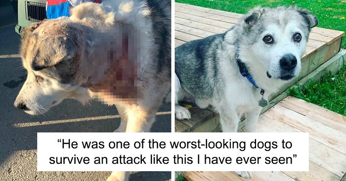 Man Rescues Injured Senior Husky To Give Him A Loving Home