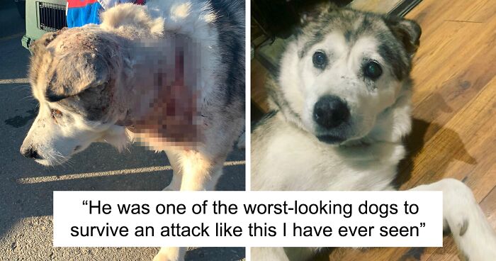 Husky Named Larry Is Adopted By A Man Who Saved Him After An Accident