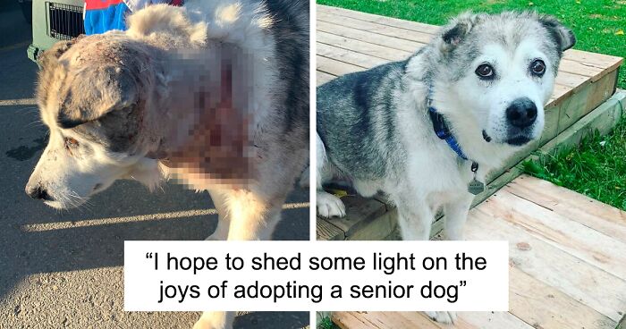 Man Adopts Abandoned Senior Husky And Sheds Light On Important Issues