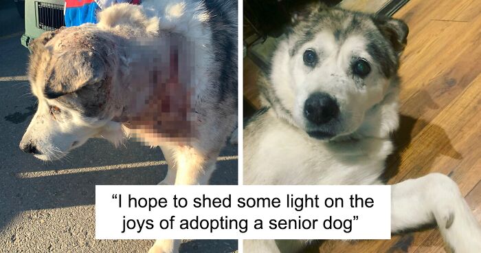 After Being Attacked And Injured, Husky Is Rescued And Finds A Forever Home