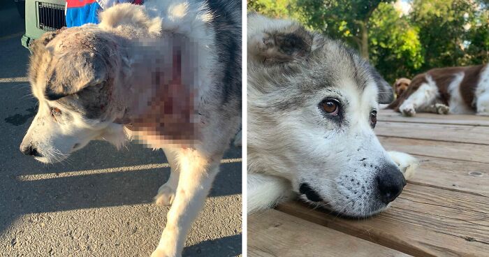 Man Adopts Abandoned Senior Husky And Sheds Light On Important Issues