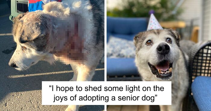 The Story Of Larry: Husky Finds A Forever Home After Being Abandoned And Injured