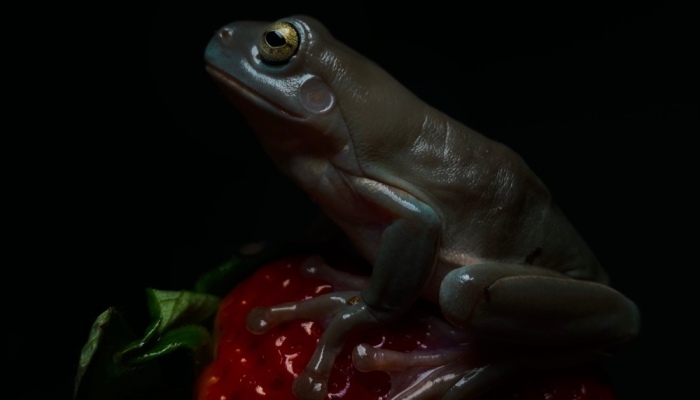 Here Are Some Of The Photos I Have Taken Of My Frog And Gecko