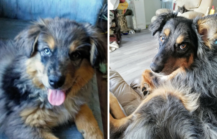 This Australian Shepherd Came Into My Home And Never Left (10 Pics)