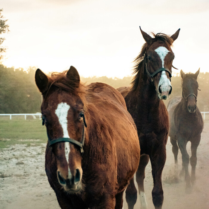 I Took These Pictures Of Horses On A Ranch In Florida (5 Pics)