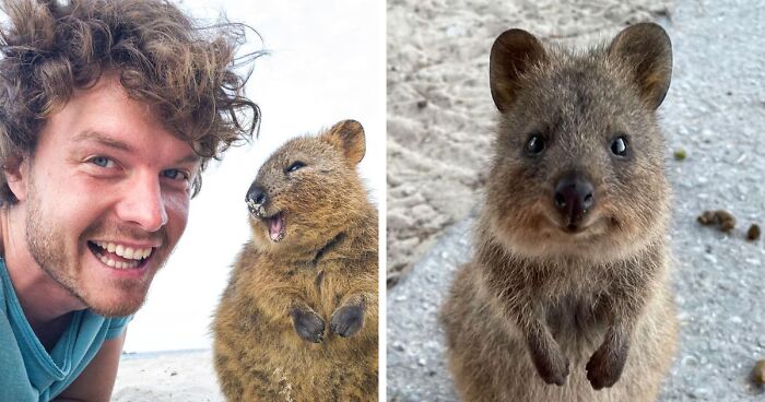 157 Happy Quokkas People Couldn’t Resist Taking A Picture Of