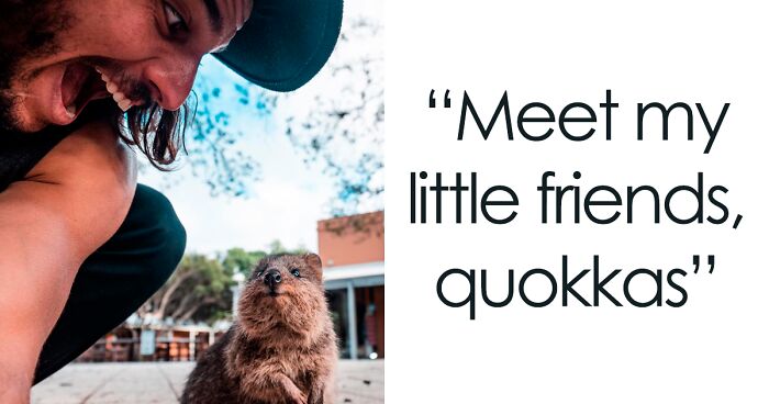 157 Of The Most Charming Pics Of Quokkas The Internet Has To Offer