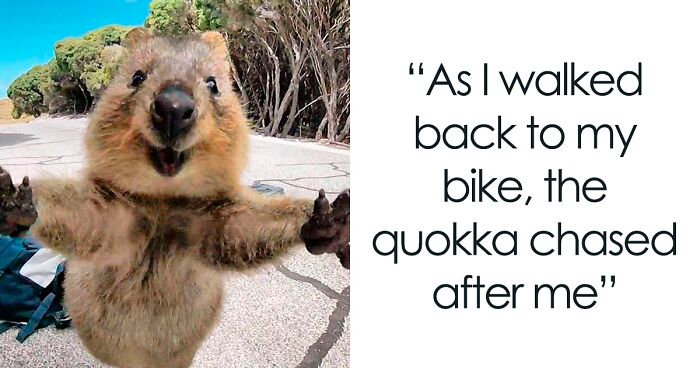 157 Cute Pictures Of Quokkas That Might Just Make Your Day