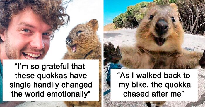 157 Times People Captured The Happiest Photos Of Quokkas